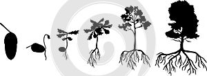 Black silhouette of life cycle of oak tree. Growth stages from acorn and sprout to old tree with root system
